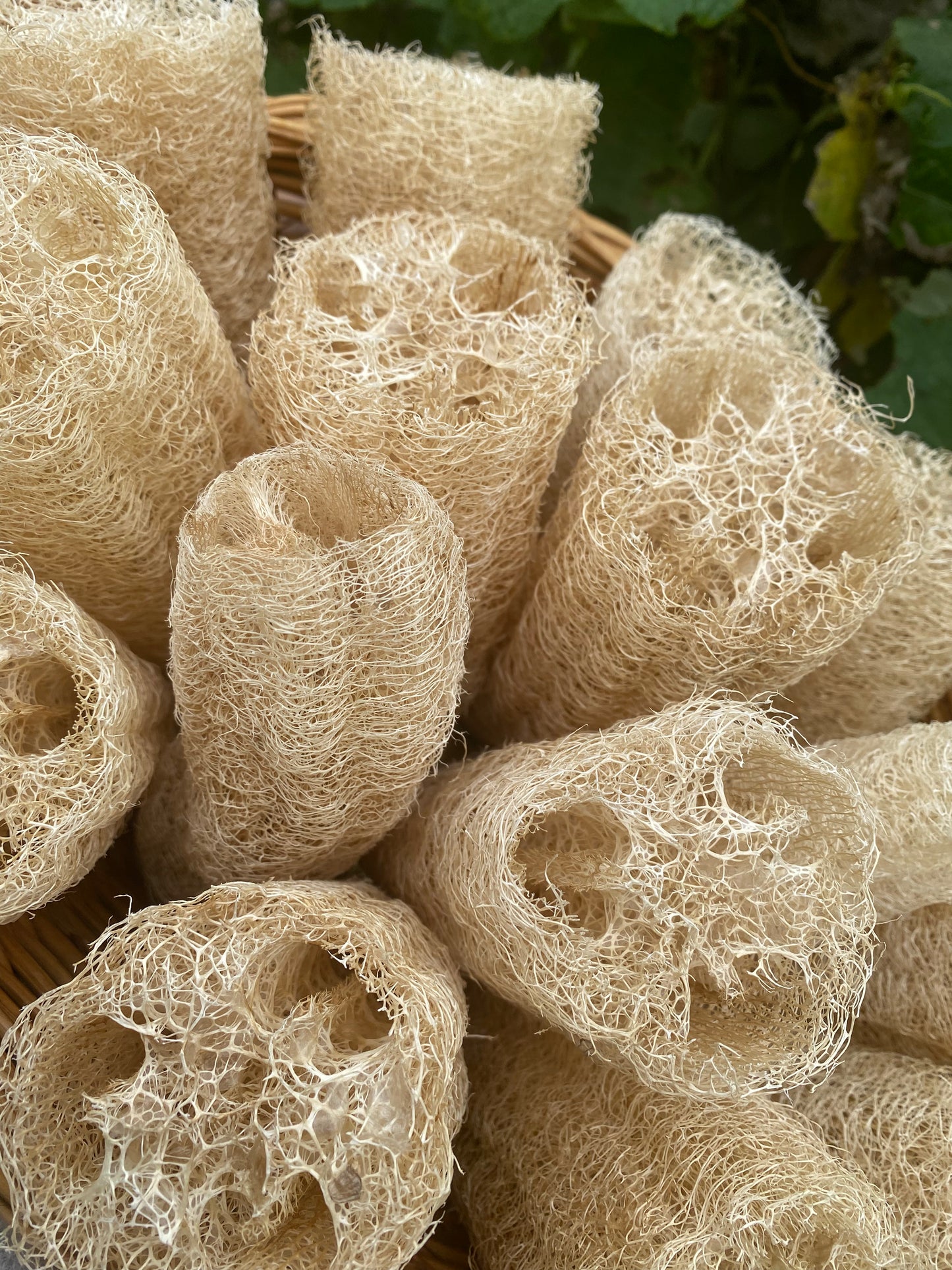 Natural Loofah