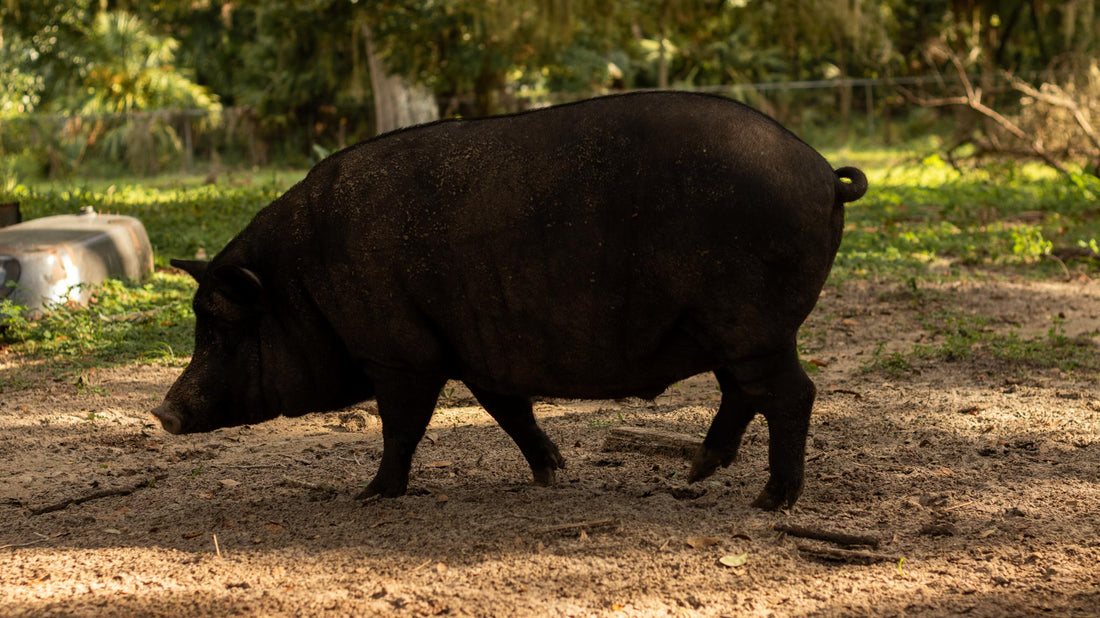 How We Make Our Soap