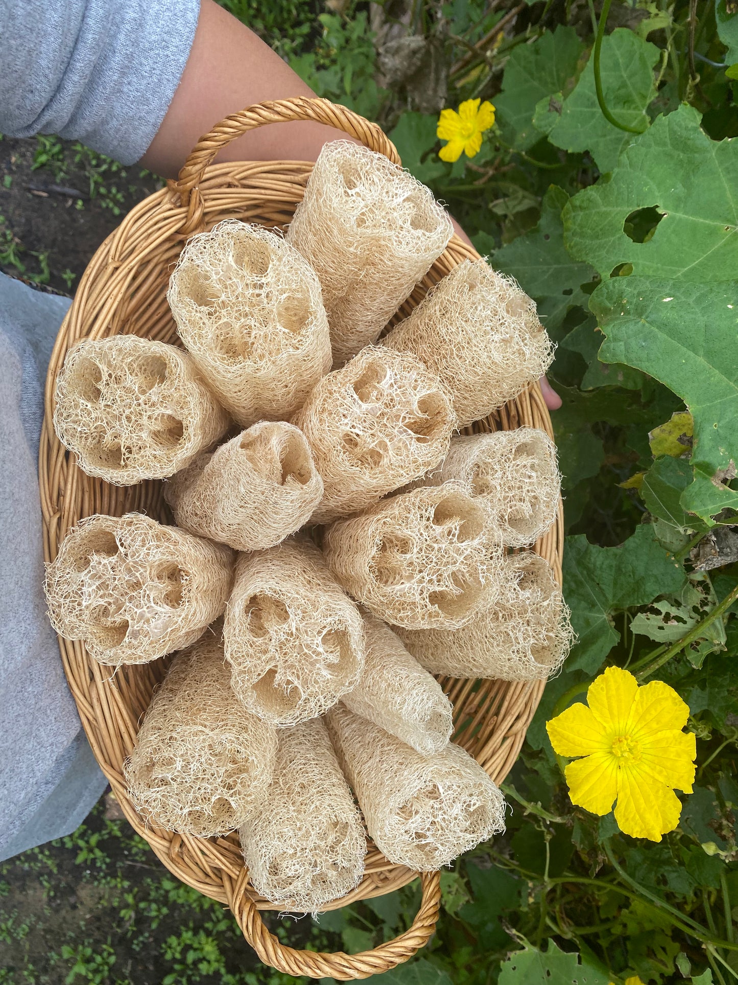 Natural Loofah